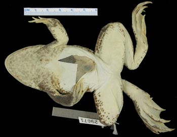 Media type: image; Herpetology A-29671
